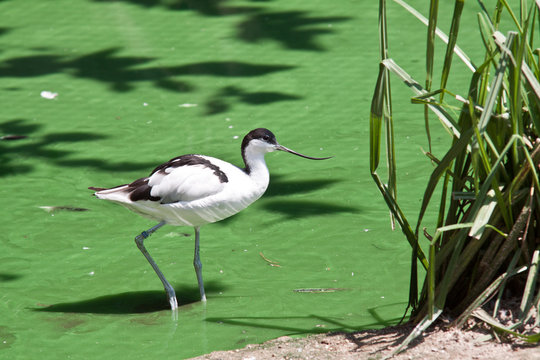 Avocetta