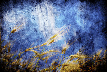 wheat on sky