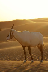 Desert antelope