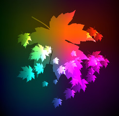 Autumn leaves of a maple. A neon background