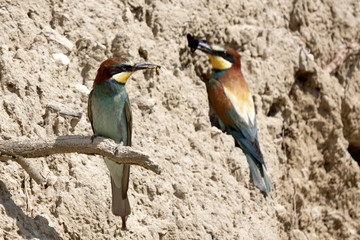 two Bee-eater