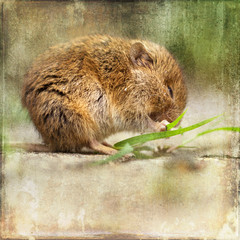 putzige Maus beim Knabbern