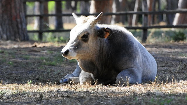 mucca della maremma toscana