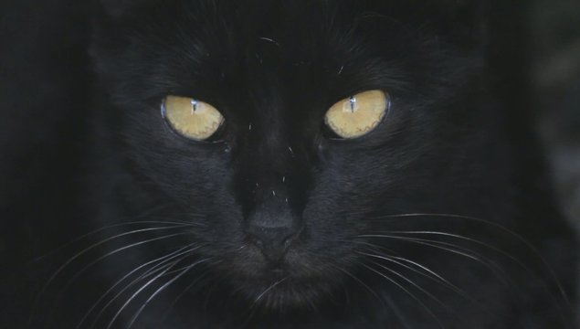 gatto