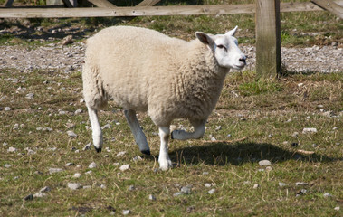 Sheep Running
