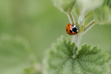 One ladybird climbing a nettle stem.