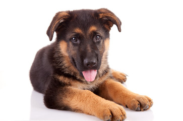 German Shepherd dog