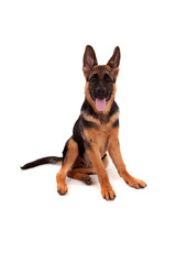 German Shepherd dog