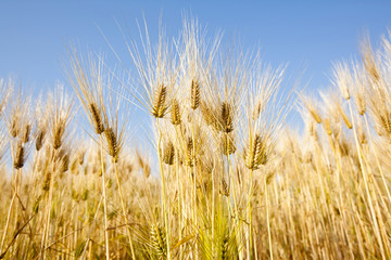 Obraz premium barley