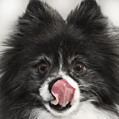 Pomeranian