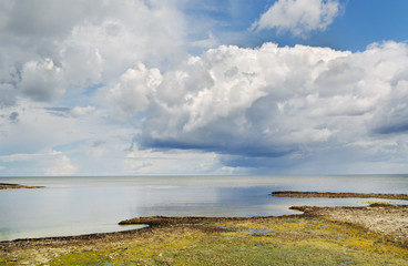 Fototapeta na wymiar Algaes on the sea coastline.