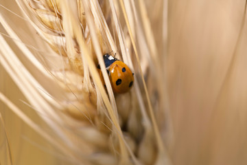 barley and ladybug