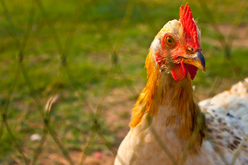 Chicken
