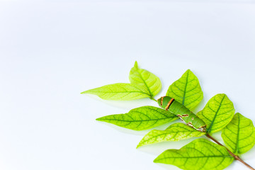 Caterpillar eat leaves.