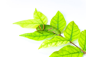Caterpillar eat leaves.