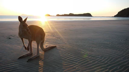 Foto auf Alu-Dibond Guten Morgen Australien © kentauros