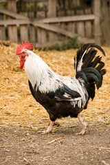 Cockerel strutting in yard