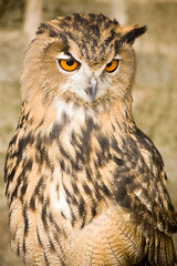Quizzical Eurasian Eagle Owl