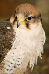 Lanner Falcon bird of prey