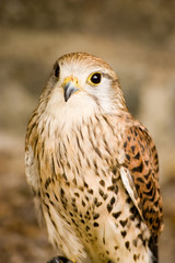 Kestrel bird portrait