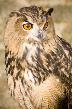 Eurasian Eagle Owl looking alert