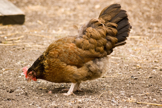 Brown Hen Pecking