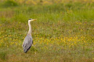 Héron cendré (Ardea cinerea - Grey Heron) dans le marais