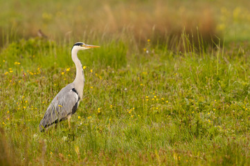 Fototapeta premium Héron cendré (Ardea cinerea - Grey Heron) dans le marais