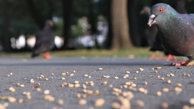 Flock of pigeons eating wheat outdoors in the park