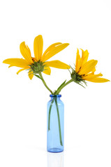 Jerusalem artichoke flowers in vase