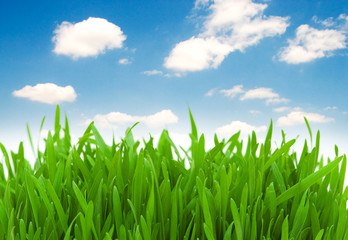 Green grass against blue sky