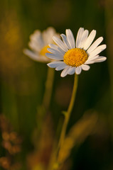 Marguerite commune (Leucanthemum vulgare)