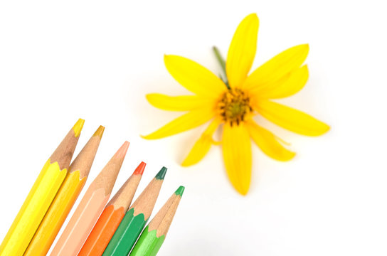 Jerusalem artichoke flowers and color pencils