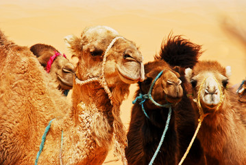 Camels in the Sahara
