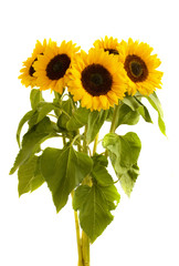bight sunflowers bouquet
