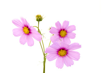 розовые цветы