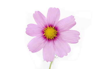 розовый цветок на белом фоне