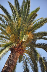 palma con cielo