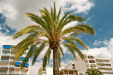 Palma © Magdziak Marcin