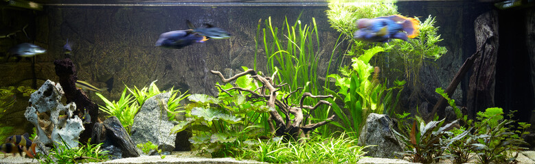 Großes 1000 Liter Aquarium