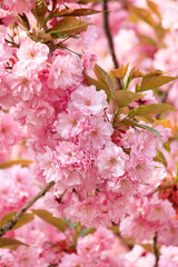 Japanese cherry with blossom