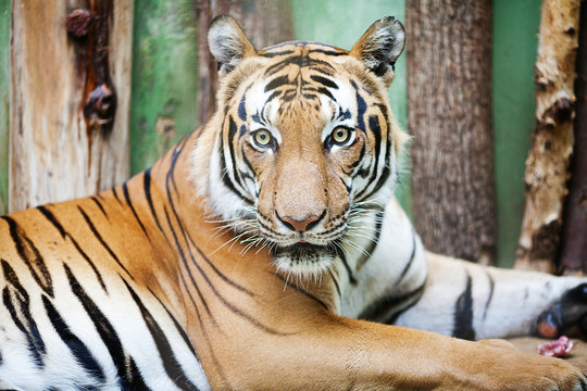 beautiful big tiger in a zoo