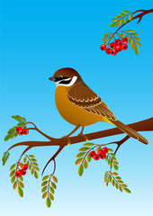 sparrow sitting on a branch of ripe rowan