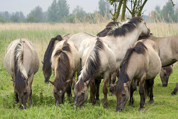 Cheval sauvage Tarpan; Equus caballus
