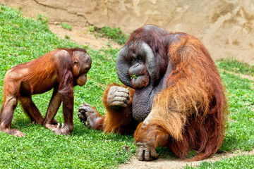 Orangutan of Borneo, Pongo Pygmaeus © David Acosta Allely