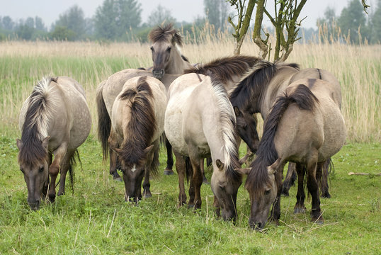 Cheval sauvage Tarpan; Equus caballus