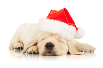 retriever puppy in a Santa Claus hat