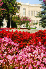 Fototapeta na wymiar Różowe kwiaty