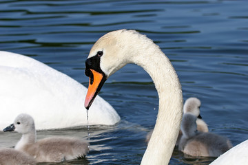 Obraz premium swan and cygnets