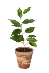 Ficus benjamina.